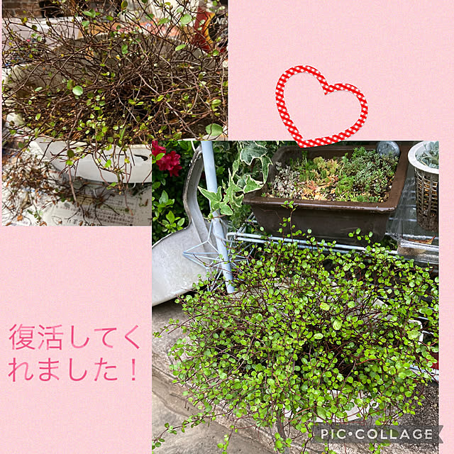 shoさんの実例写真