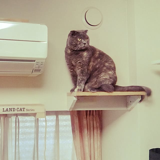 daiさんの実例写真