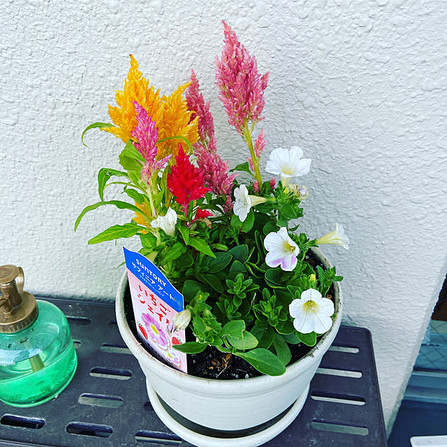 mycocoさんの実例写真