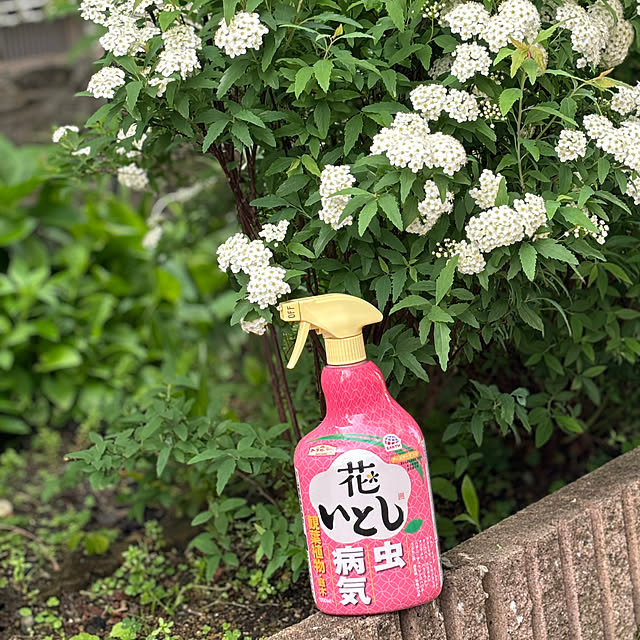 chIoeさんの実例写真