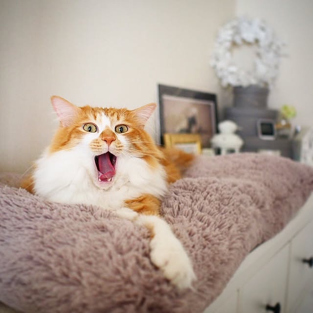 Reikoさんの実例写真
