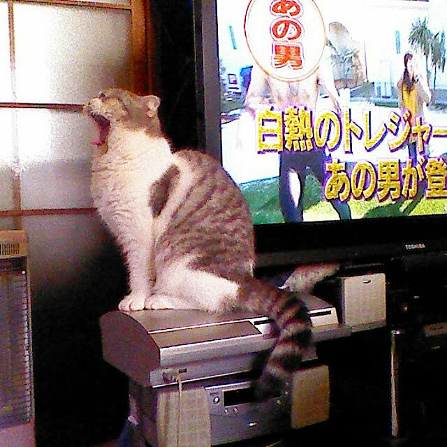 tosi66554さんの実例写真