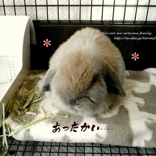 wa-ga-yaさんの実例写真