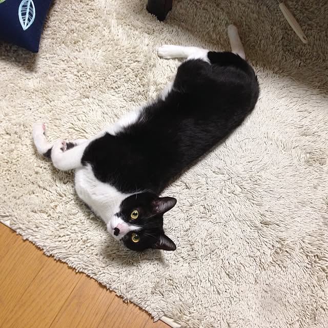 Kinanさんの実例写真
