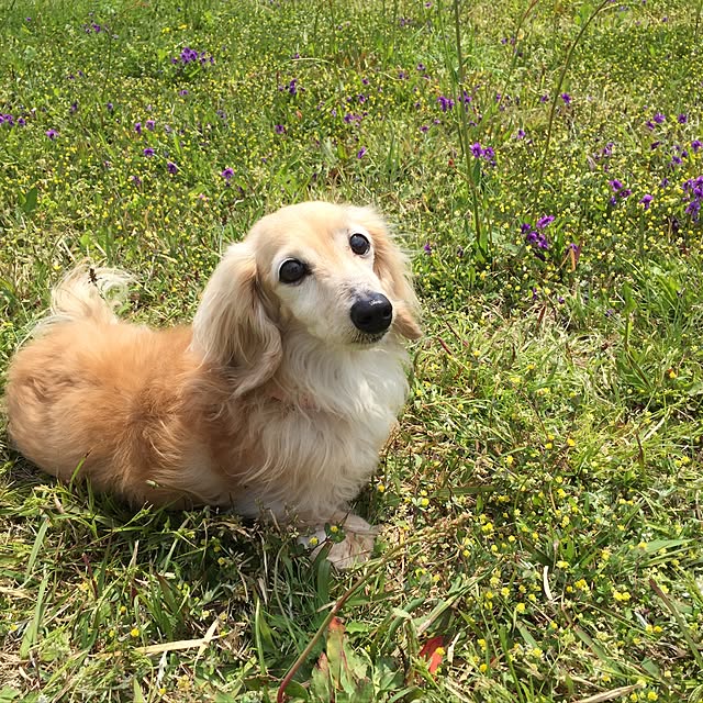 chiiiさんの実例写真