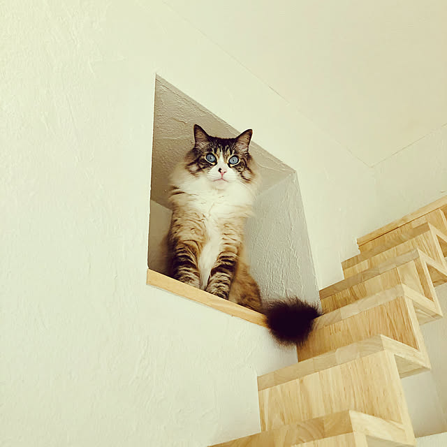 masyacanonさんの実例写真