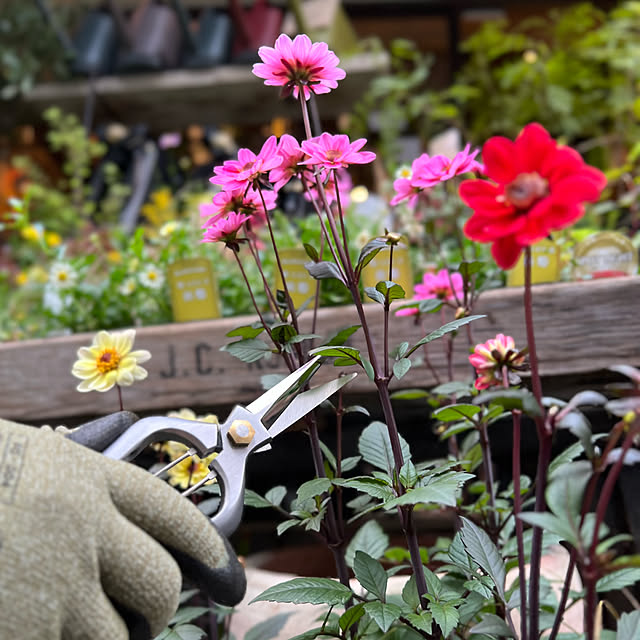 Royal_Gardeners_Clubさんの実例写真