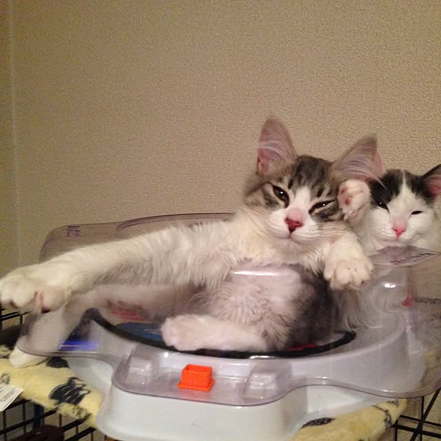 fuuさんの実例写真