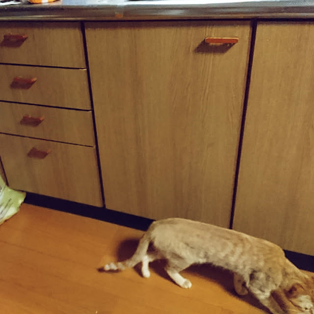neko.nyannyanさんの実例写真