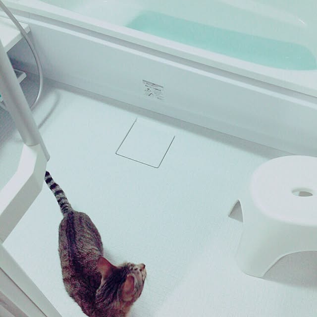 バス/トイレ/新築のインテリア実例 - 2016-04-02 23:18:02
