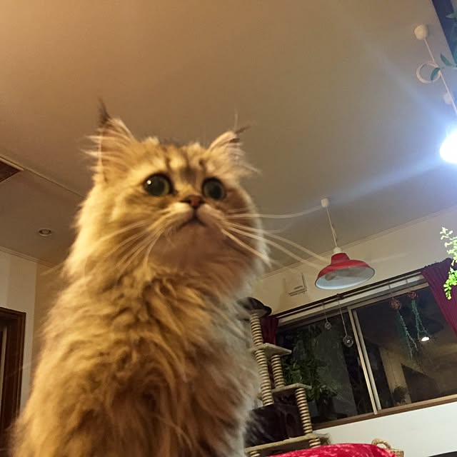 butachanさんの実例写真