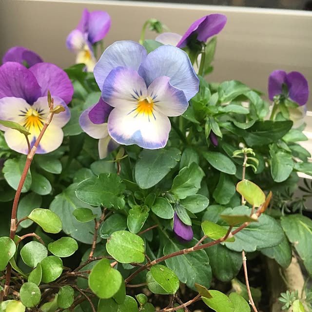 cocco0505さんの実例写真