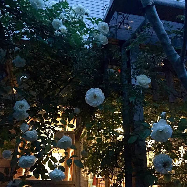 butachanさんの実例写真