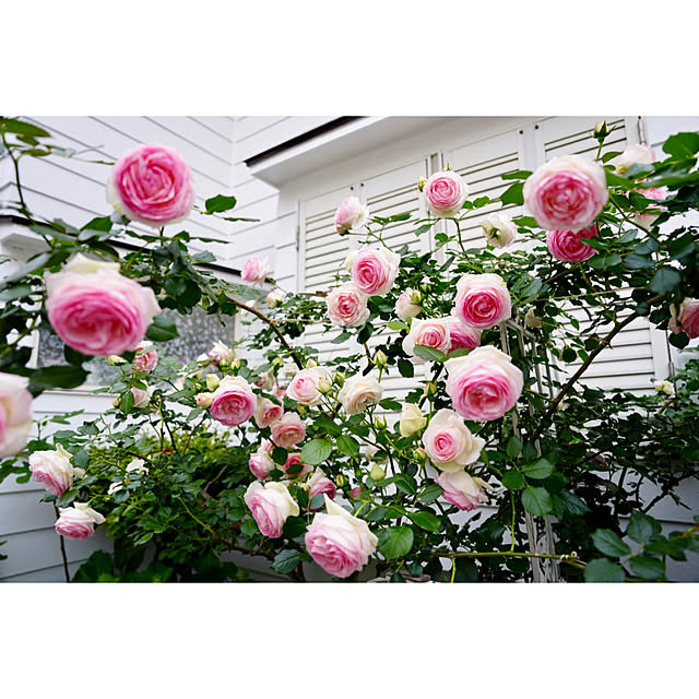 haruisabelさんの部屋