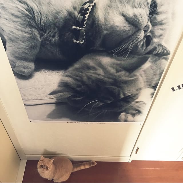 anmituさんの実例写真