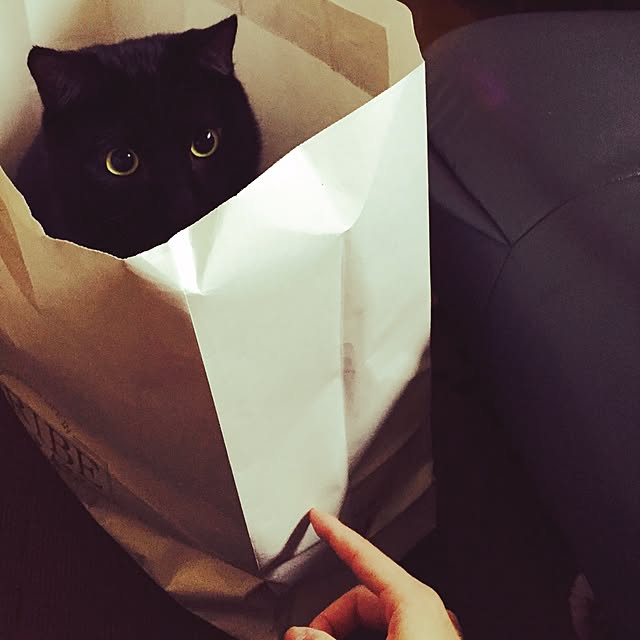 alcalinekoさんの実例写真