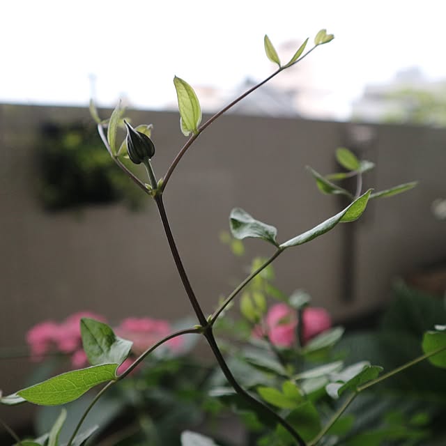 hanacocoさんの部屋