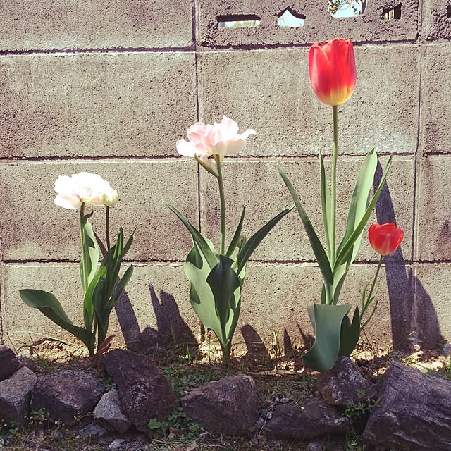 Mizubasyoさんの実例写真