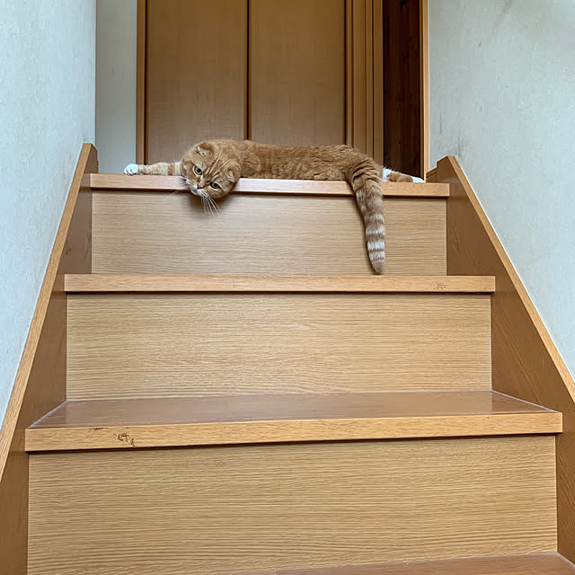 ねこのいる日常/玄関/入り口のインテリア実例 - 2019-11-29 23:55:04