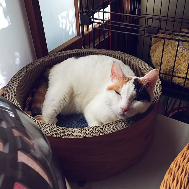 yocchiさんの実例写真