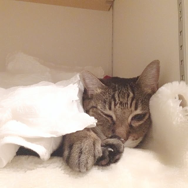 lovecatさんの実例写真