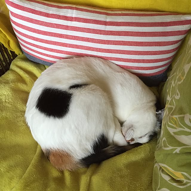 nekonoteさんの実例写真