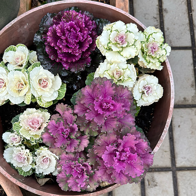 mamizaさんの実例写真