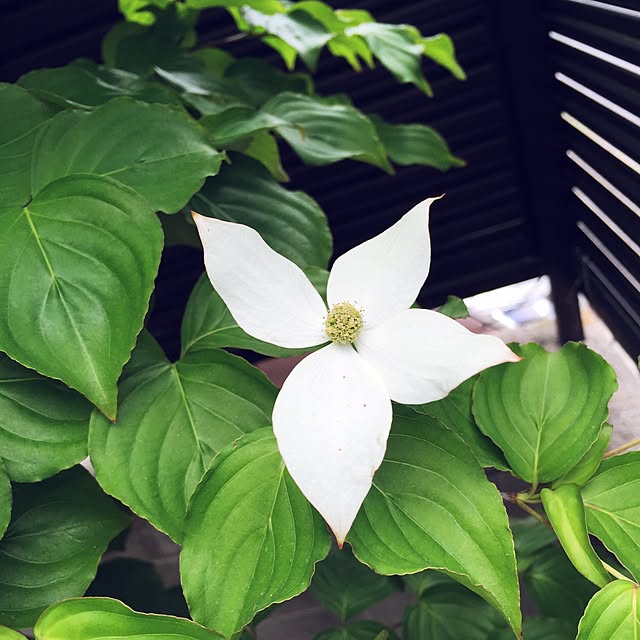 bibianさんの実例写真