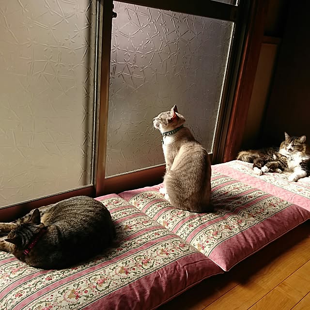 mi-sukeさんの実例写真