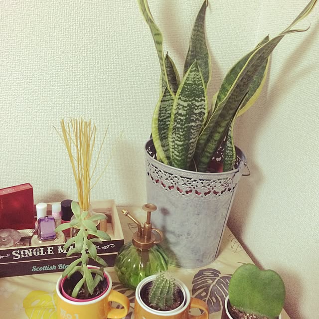 棚/観葉植物/頂き物♡/植物系ど素人。/まだまだ特訓中！のインテリア実例 - 2014-11-17 01:56:18