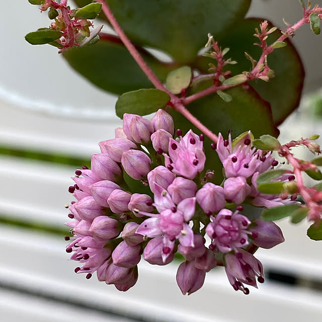 YuuKoさんの実例写真