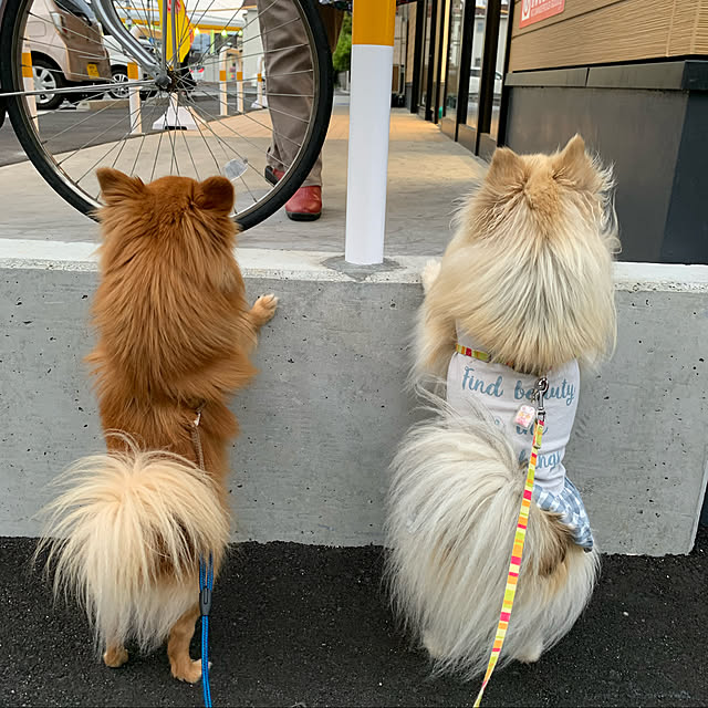 実例写真