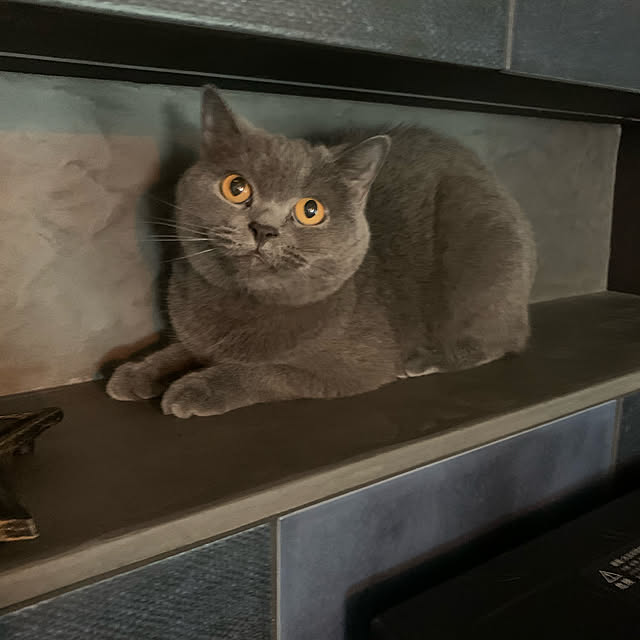 qoolasさんの実例写真
