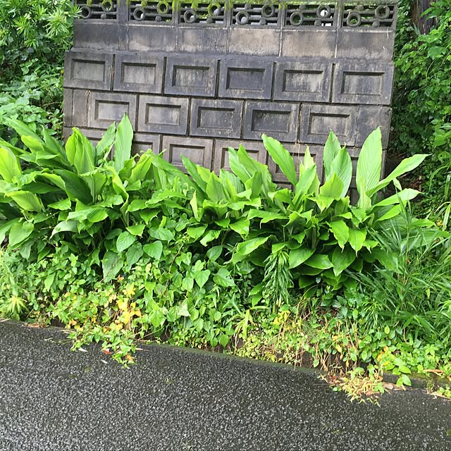 実例写真