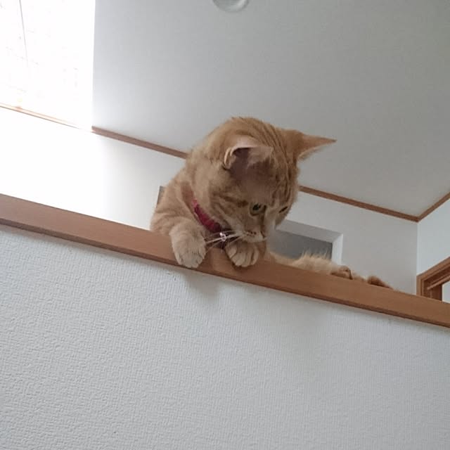 shinobuさんの実例写真