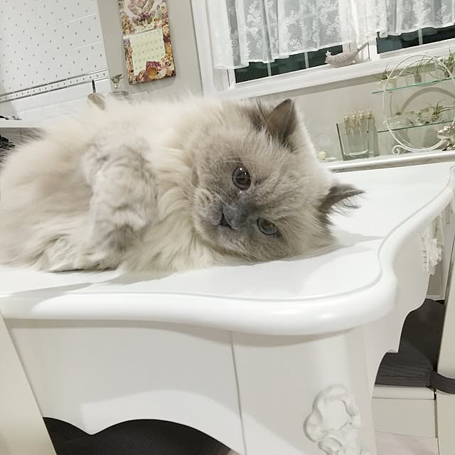 yuchiさんの実例写真