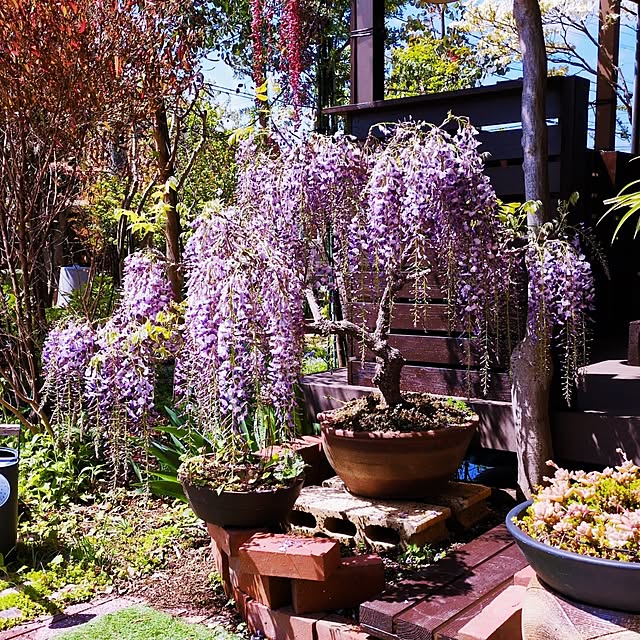 Toraziさんの実例写真