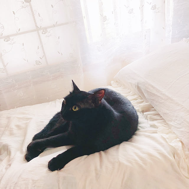 toaさんの実例写真