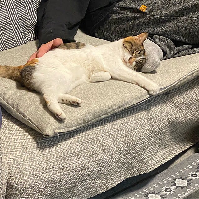 zinさんの実例写真