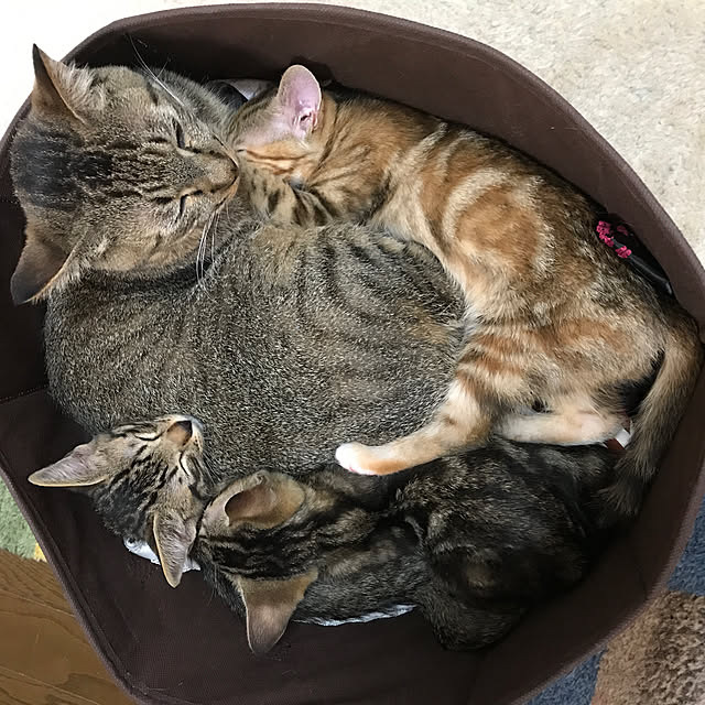 pepeさんの実例写真
