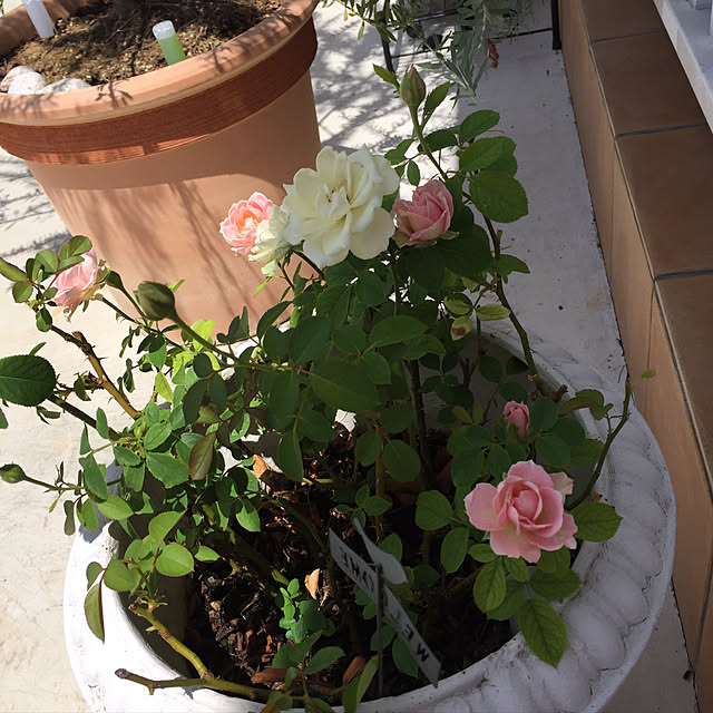 Andaluciaさんの実例写真