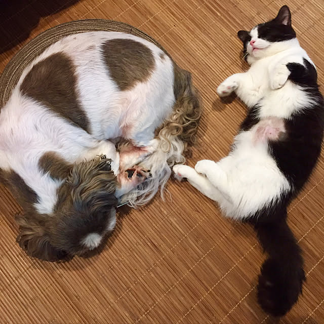 butachanさんの実例写真