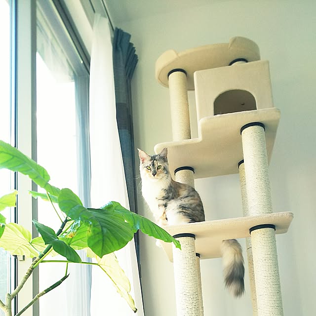 azuki38さんの実例写真
