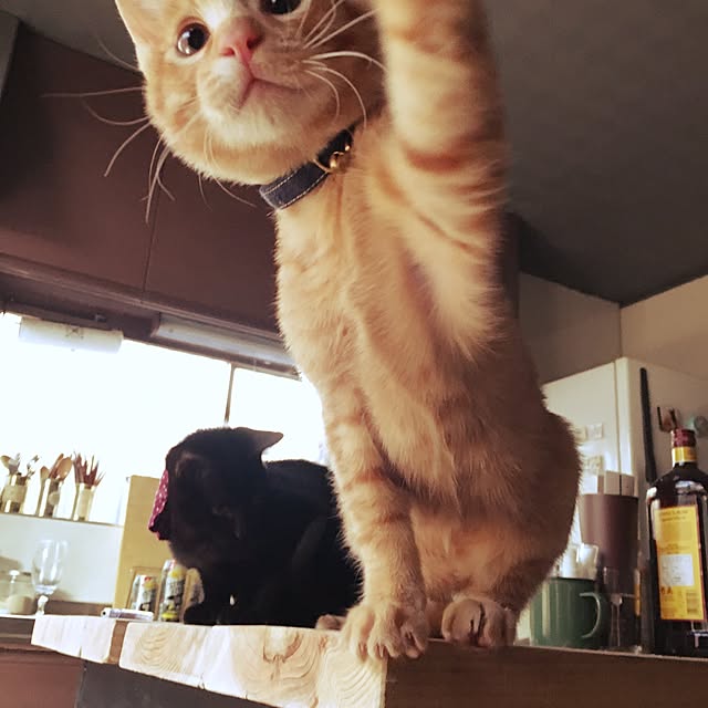 kayuraさんの実例写真