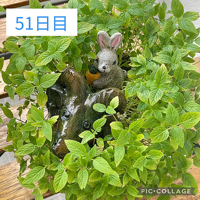 aureaさんの実例写真