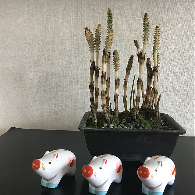 kokkoさんの実例写真