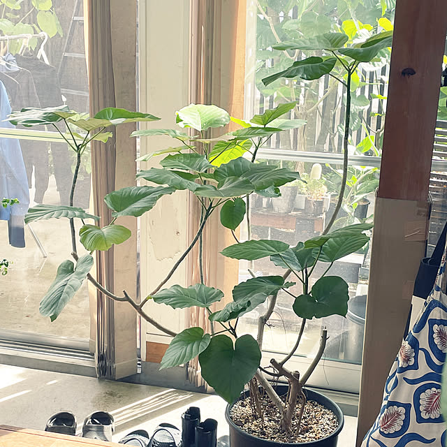 Dora wanさんの部屋