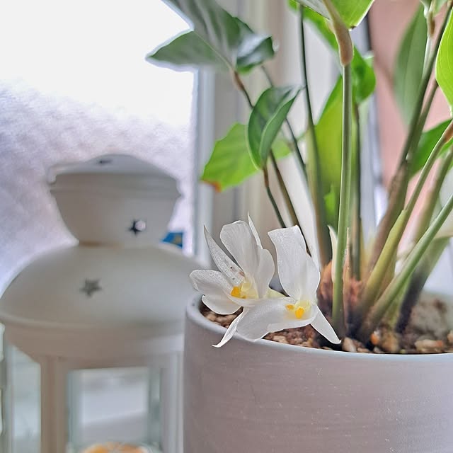 Jijiさんの部屋