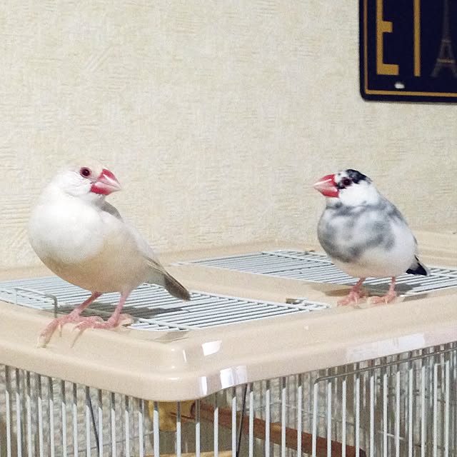 achuminさんの実例写真