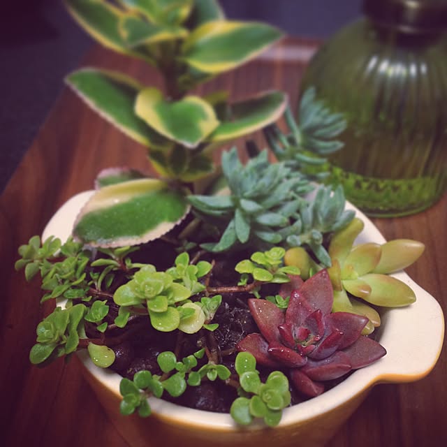 棚/100均/観葉植物/多肉植物のインテリア実例 - 2016-09-29 23:10:54